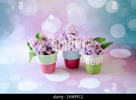 Colorful spring pots in pastel colors, are filled with fragrant lilac blooms Stock Photo