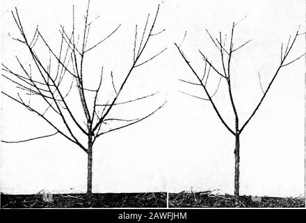 Productive farming . Fig. 109.—A shows the choice limbs which extend in different directions from themEiin axis; otliers are cut away. B sliows the same limb of the mature tree. If theyare the same height they iill be split off too easily by wind when loaded Tith fruit. Fig. 110.—Yearling peach tree, before and after prmiing. Cut out some side twigs where they strike across throughthe tree top. Prune where they are too thick; such pruningis equivalent to thinning the fruit, making it larger. Letin the sunlight. Cut out all dead or diseased or broken parts.Prune where branches rub together. ( Stock Photo