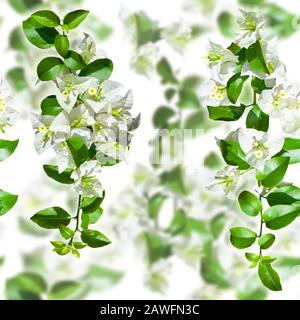 White blooming Bougainvillea flowers on white background Stock Photo