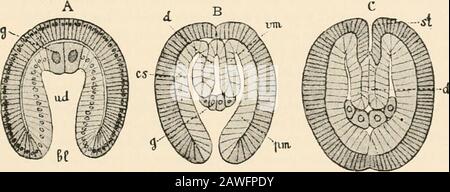 Text book of comparative anatomy . first appears in the solid row