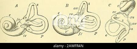 Quain's elements of anatomy . nth. 1, the vestibule ; 2, fenestra ovalis ; 3, superior semicircular canal ; 4, horizontalor external canal; 5, ijcsterior canal; * * , ampullae of the semicircular canals ;6, first turn of the cochlea; 7, second turn ; 8, apex ; 9, fenestra rotunda. The smallerfigure in outline below shows the natural size. Fig. 385.—View of the interior of the left labyrinth (from Sommen-ing). ^J The bony wall of the labyrinth is removed superiorly and externally. 1, foveahemi-elliptica ; 2, fovea hemispherica ; 3, common opening of the superior and posteriorsemicircular canals Stock Photo