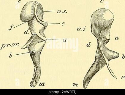 Quain's elements of anatomy . erecomplete. The angle which the manubrium forms with the rest of the bone is seen inthis view. thicker portion, with a tapering lower portion, and two processes. Theupper end is formed by the rounded head (capitulum) (c), on theposterior surface of which is an eUiptical depressed surface (a.i) withprominent margins, which passes obhquely downwards and inwards,and serves for articulation with the incus. Below the head is a con-stricted neck (d); and beneath this another shght enlargement of the bone,to which the processes are attached. The handle (manuirium) {ni), Stock Photo