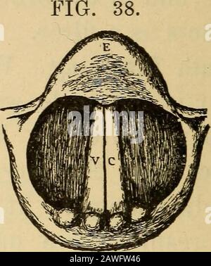 The essentials of healthA text-book of anatomy, physiology, hygiene, alcohol, and narcotics . Fig. 37. The position of the vocal cords during inspiration : therings of the trachea are seen between the vocal cords. Fig. 38. The position of the vocal cords when uttering a high note :v c, vocal cords ; e, epiglottis. called the glottis: this opening varies in size according Stock Photo