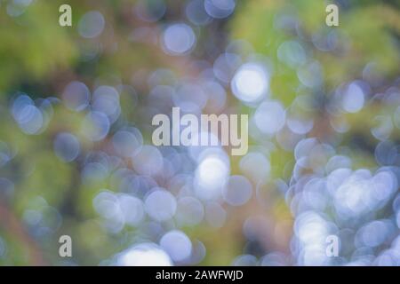 bokeh background of tree looking upward with sun flare and filter Stock Photo