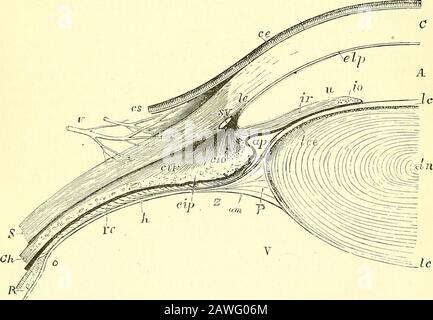 Quain's elements of anatomy . en a number of granular nucleatedcorpuscles, which exhibit amoeboid movements : they appear to bemigrated white blood corpuscles. The ciliary part or commencingzonula, on the other hand, presents radiating meridional fibres, stiff inappearance but possessed of considerable elasticity; they commence aboutopposite the ora serrata, and strengthen this portion of the hyaloidmembrane. From the cihary processes the zonula is continued as adistinct membrane to the front of the lens, to the capsule of whichit is anteriorly firmly attached. But in addition to this anterior Stock Photo