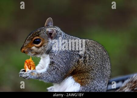 Eastern gray squirrel (Sciurus carolinensis) eating a peach stone on miniature railway line, Tonbridge, Kent Stock Photo