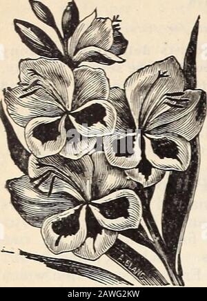 R& JFarquhar and Co'scatalogue, 1897 : reliable tested seeds plants, bulbs fertilizers tools, etc. . farquhars prize seedling gladiolus. 64 R. (S-/. FARQUHAR ^ CO:S SEED CATALOGUE.. C-EMOIXE S HYBRID GLADIOLUS. Stock Photo