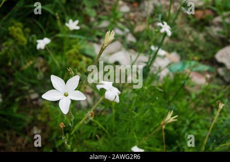 Longflower tobacco, long-flowered tobacco, Nicotiana longiflora, a white little flower native to South America, in Cascomus, Buenos Aires, Argentina Stock Photo