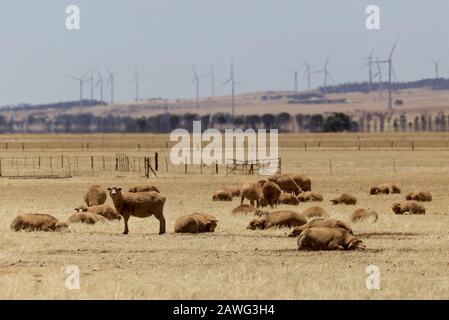 Sheep grazing in a paddock during a drought near Jamestown South Australia Stock Photo