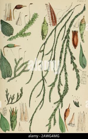 Handbook of British mosses : comprising all that are known to be natives of the British Isles . yV.Jnu:b...de!ftiiti- Vir.oerrt Erooksjinp m ! PLATE III. 1. Fontinalis squamosa. a. leaf, magnified. b. sporangium with perichsBtium, magnified. c. portion of outer and inner peristome, magnified. 2. F. antipyretica. a. leaf, magnified. b. leaf-cells, magnified. c. sporangium with perichaetium, magnified. d. veil, magnified. e. sporangium with peristome, magnified. 3. Cryphsea heteromalla. a. leaf, magnified. b. leaf-cells, magnified. c. sporangium with perichsetium, magnified. d. veil, magnified. Stock Photo