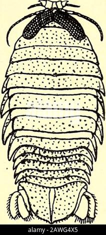 Archaeoniscus, fossil isopods Stock Photo - Alamy