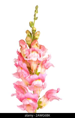 Single stem with pink and white flowers of snapdragons (Antirrhinum majus) isolated against a white background Stock Photo