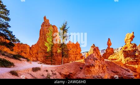 Hiking at Sunrise on the Queen's Garden Trail among the vermilion colored Hoodoos in Bryce Canyon National Park, Utah, United Sates Stock Photo
