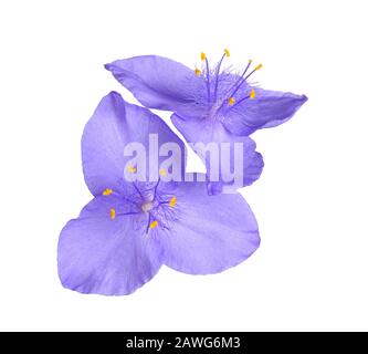 Two purple flowers of the North American native perennial plant spiderwort (probably a hybrid involving Tradescantia virginiana and T. ohiensis) isola Stock Photo