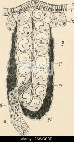 Text-book of comparative anatomy . The divisions of the Bopyri