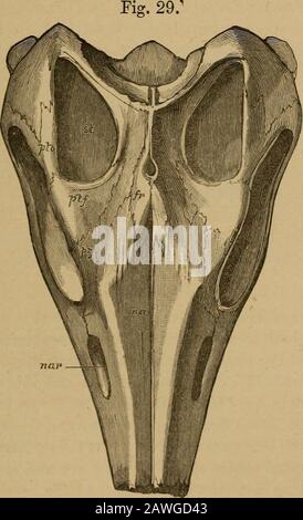 Catalogue of the fossil Reptilia and Amphibia in the British Museum (Natural history) ..By Richard Lydekker .. . woodcut. In all essen-tial characters this specimen agrees with the preceding;and it is indistinguishable from the skull represented infig. 28. The lateral surfaces of the orbital region have,however, been somewhat compressed, which makes theplane of the orbit less oblique j and the nasal ridges arerather Jess prominent. The quadratojugal only extendsa short distance between the postorbital and supratemporal, ICHTHY0SATJK1DJ«:. / ) and its extremity is consequently considerably bel Stock Photo