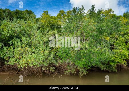 Mangrove lined riverbank on Johnstone River at low tide, North Queensland Australia Stock Photo