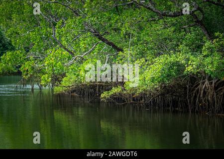 Mangrove lined riverbank on Johnstone River at low tide, North Queensland Australia Stock Photo