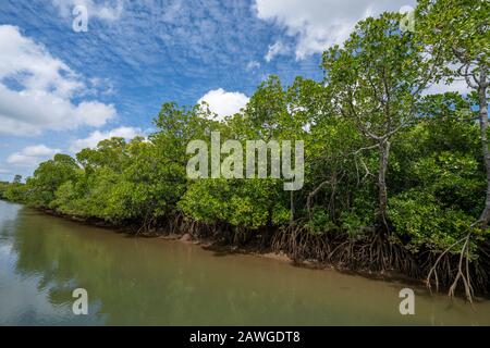 Mangrove lined riverbank on Johnstone River at low tide, North Queensland Australia Stock Photo