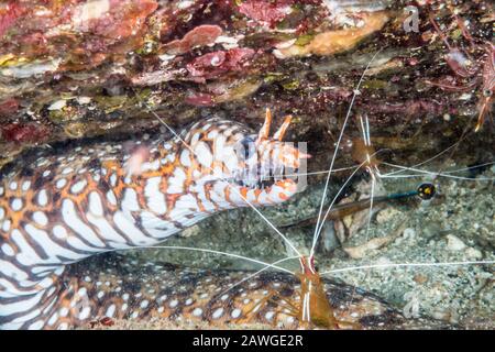 Cleaning station: Scarlet cleaner shrimp (Hippolysmata vittata) and leopard moray eel (Enchelycore pardalis)  Kushimoto, Wakayama, Japan Stock Photo