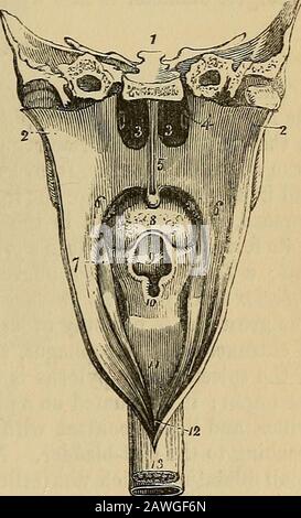 The anatomist's vade mecum : a system of human anatomy . from the auricularis mag-nus, and from the nervi moUes accompanying the external carotidartery. The submaxillary gland is supplied by the branches of thesubmaxillary ganglion, sympathetic, and by filaments from the mylo-hyoidean nerve; and the subhngaal by filaments from the submaxillaryganglion and gustatory nerve. The pharynx (^apvy^, the throat) is a musculo-membranous sac,situated upon the cervical portion of the vertebral column, and extend-ing from the base of the skull to apoint corresponding with the cricoidcartilage in front, an Stock Photo