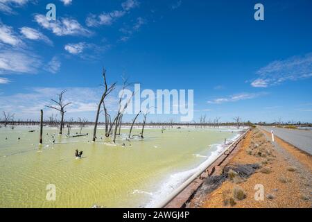 Dead tree trunks in Job Lake, a salt lake near Beacon, Western Australia Stock Photo