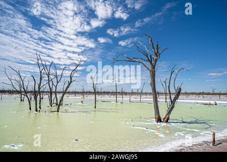 Dead tree trunks in Job Lake, a salt lake near Beacon, Western Australia Stock Photo