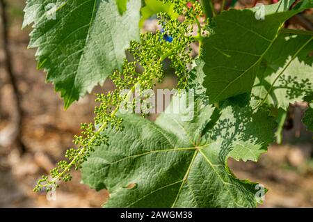 Picture of grapes plants in bud stage - closeup Stock Photo