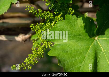 Picture of grapes plants in bud stage - closeup Stock Photo