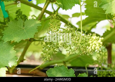 picture of grapes plants in flower  - closeup Stock Photo