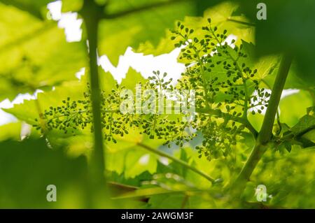 picture of grapes plants in flower  - closeup Stock Photo