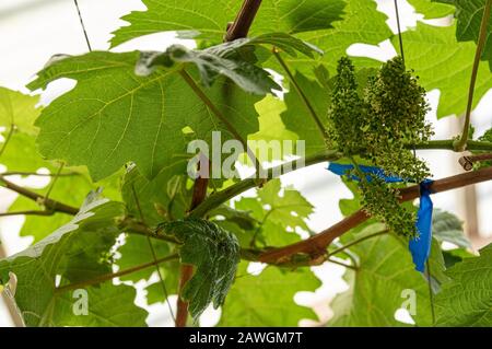 Picture of grapes plants in bud stage - closeup Stock Photo