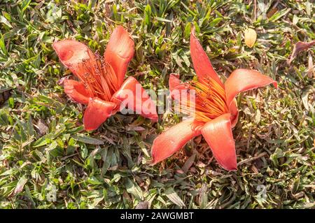 Picture of 2 cotton tree (Bombax ceiba) flowers lying on grass - closeup Stock Photo