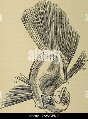 The anatomist's vade mecum : a system of human anatomy . he fibro-cartilage is wholly deficient. Thefibro-cartilage of the meatus is divided from the concha by severalfissures (fissures of Santorinus), and at the upper and anterior part ofthe cylinder there is a considerable space, which is closed by ligamentousfibres; it is firmly attached at its termination to the processus auditorius. The Ligaments of the external ear are those which attach the pinnato the side of the head, viz. the anterior, posterior, and ligament ofthe tragus; and those of the fibro-cartilage, which serve to preserveits Stock Photo