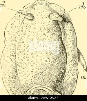 The Cambridge natural history . Fig. 66. — Valrata ?piscinalisMiill. : hr, branchia ; Jl, fila-ment ; f.I, foot loljL&gt;i. (Aftei-Boutaii.). Fici. 67. — Doris (Arrliidons)tuhercvlula L., Britain : a,anus ; hr, branchiae, sur-rounding tlie anus ; vi, maleorgan ; rh, rh, rhinoi)liores.xg. Stock Photo