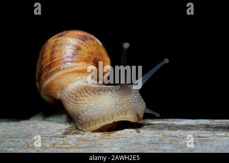 Nocturnal garden snail (Cornu aspersum) on the move with extended tentacles Stock Photo