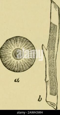 Quince cultureAn illustrated hand-book for the propagation and cultivation of the quince with descriptions of its varieties, insect enemies, diseases, and their remedies . Fig. 73.—LAUVA OF THE VARIE-GATED CUT-WORM. Fig. 74.—EGGS OF THE VA-RIEGATED CUT-WORM,a, Magiiifitd; b. Natural Size. pointed at the tip. The larva pupates in the ground,where it forms a smooth, oval, earth cocoon. The larvabecomes full grown by the middle of June, when it is of Stock Photo