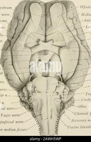 Cerebral Peduncle Sheep Brain