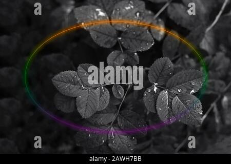 multicolored circle neon frame on a background of black leaves Stock Photo