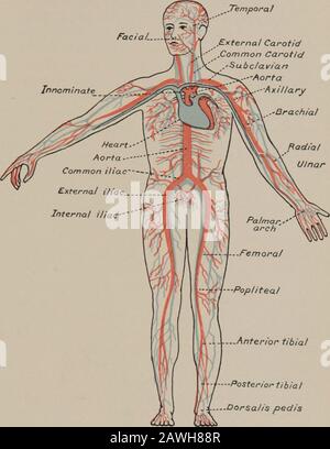 Practical nursing : a text-book for nurses . hich is usually higher than the body tem-perature. When taken by rectum, the temperaturewill be about one degree higher than it would be iftaken by mouth. Never take the temperature byrectum when the rectum is diseased, and never allowa sick patient to insert the thermometer herself. Ifan infant struggles while you are taking its temper-ature, turn it on its face, or hold it face downward onyour knee. When inserting the thermometer withthe child so placed, point it downward, toward theumbilicus, for the axis of the rectum is changed bythis position. Stock Photo