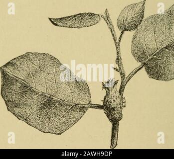 Quince cultureAn illustrated hand-book for the propagation and cultivation of the quince with descriptions of its varieties, insect enemies, diseases, and their remedies . The diseased parts were cut away, splitting offthe blighted wood from one side of the trunk, and therest has grown well, now nearly covering the split portion. Accepting the bacterial theory of the disease, we mightpropose to control it by spraying the trees with someantiseptic ; but in practice the best thing we can do isto prevent it as far as possible, and diligently destroyevery trace of the disease. The microscope shows Stock Photo