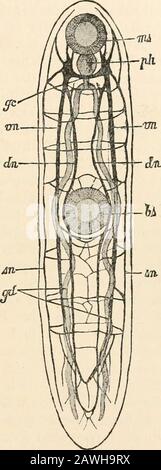 Text-book of comparative anatomy . hes, which again divide, runmostly outwards from these forked branches. In certain forms (Stichocotyle, Aspidogaster)the intestine runs back as an unpairedmedian caecum. When a median sucker isdeveloped at the anterior end (oral sucker)the mouth lies in its base. The intestinal epithelium of the Turbellaria iscovered, over larger or smaller areas, with cilia.Intracellular taking in of food is very commonin the Turbellaria. The musculature of the gastro-canal system is on the whole very feebly developed,and consists of longitudinal and circular fibres. Inthe P Stock Photo