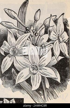 Dreer's autumn catalogue : 1899 bulbs plants, seeds, etc . Stock Photo