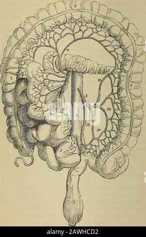 The anatomist's vade mecum : a system of human anatomy . or mesenteric artery, smaller than the superior,arises from the abdominal aorta, about two inches below the originof that vessel, and descends between the layers of the left mesocolon,to the left iliac fossa, where it divides into thi-ee branches: Colica sinistra, Sigmoid, Superior hsemorrhoidal. The Colica sinistra is distributed to the descending colon; itpasses upwards and outwards behind the peritoneum, and divides intotwo branches, one of which ascends to inosculate with the colicamedia, while the other descends to communicate with Stock Photo