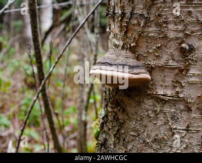 A Black Bristle Bracket mushroom (Phellinus nigricans) growing on the trunk of a dead paper birch tree (Betula papyrifera), in Troy, Montana. Stock Photo