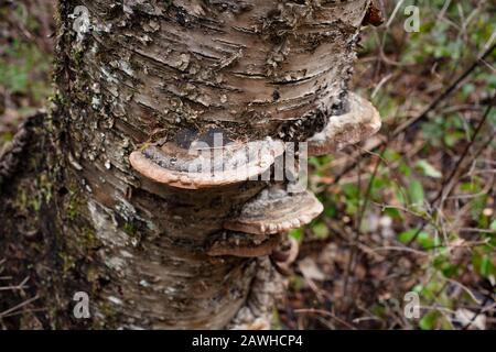 A Black Bristle Bracket mushroom (Phellinus nigricans) growing on the trunk of a dead paper birch tree (Betula papyrifera), in Troy, Montana. Stock Photo