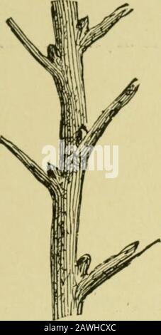 Quince cultureAn illustrated hand-book for the propagation and cultivation of the quince with descriptions of its varieties, insect enemies, diseases, and their remedies . Fig. 40.—BUDDING KNIFE. 5. Propagation by Budding follows the same law ofaffinity observed in grafting. The buds may be taken PROPAGATION OF THE QUIXCE. 63 from wood of the growing shoots well matured, or fi-omtlie i)receding years growth. A cion too late for graft-. Stock Photo