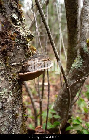 A Black Bristle Bracket mushroom (Phellinus nigricans) growing on the trunk of a dead paper birch tree (Betula papyrifera), in Troy, Montana. Stock Photo