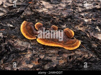 Gloeophyllum sepiarium, Rusty Gilled Polypore, growing on the trunk of a dead conifer tree, along the banks of the Kootenai River, in Troy, Montana. Stock Photo