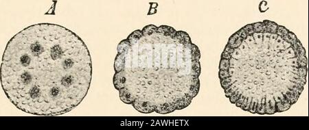 Text-book of comparative anatomy . the thin layer of protoplasm which is found at the surface of thegerm. They feed at the expense of the deutoplasm. The 8 merocytes divide into 16, 32, and so on, and move at the same timecentrifugally through the yolk to the surface of the germ, where they form a simplecontinuous layer. It is this layer of merocytes which is called the blastoderm.The germ has now become centrolecithal, and agrees in its structure with the Geryonid II SEGMENTATION AND GASTRULATION 127 germ before the formation of micromeres or delamination, except that the centralnutritive yol Stock Photo